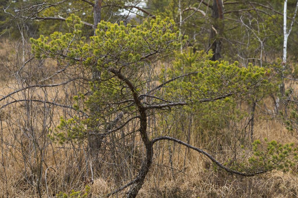 Moor-Spirke im Ibmer Moor © Uwe Grinzinger Moor-Spirke im Ibmer Moor