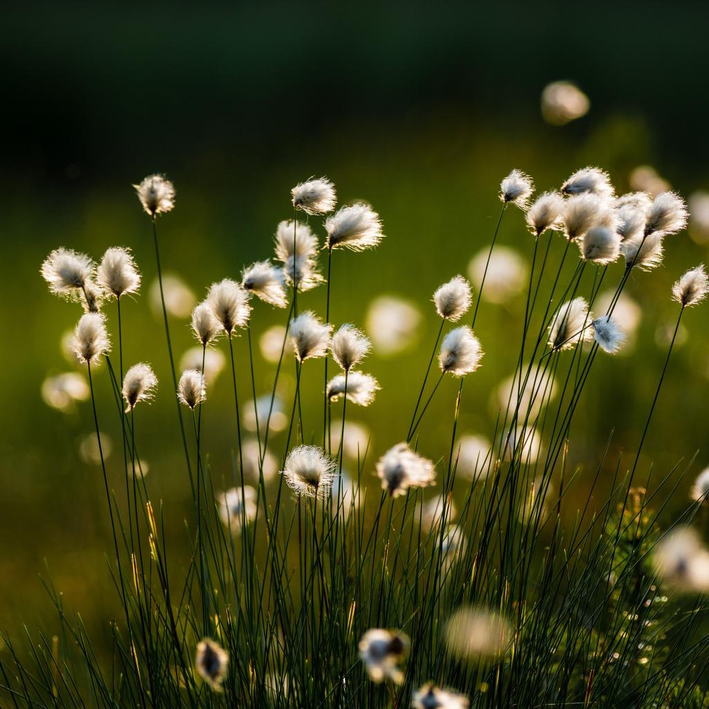 Wollgras © pixabay Wollgras