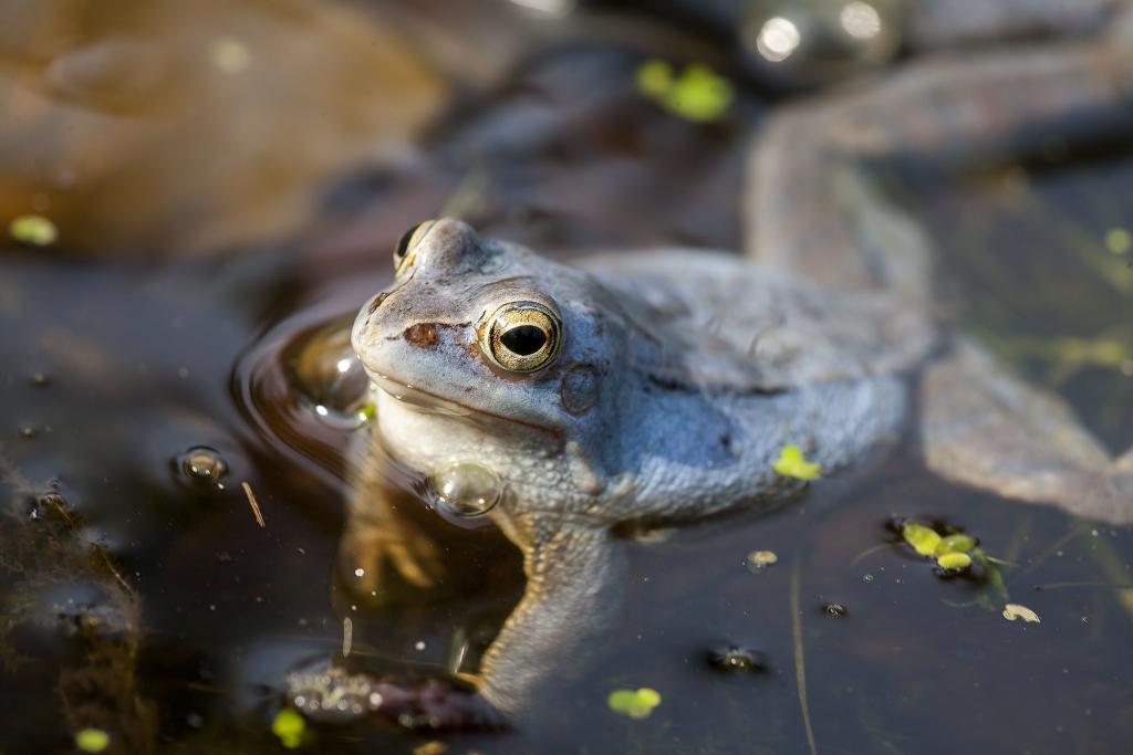 Moorfrosch © Schosse-sitzer / Wikimedia Commons (CC BY-SA 4.0) Moorfrosch