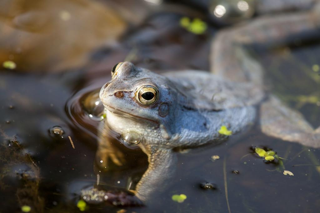 Moorfrosch