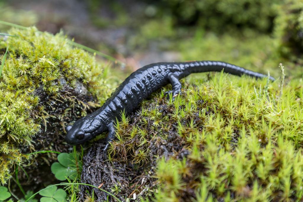 heimische amphibien Alpensalamander