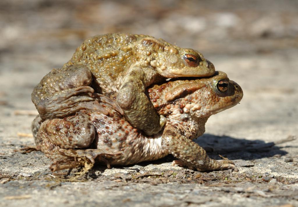 Erdkroete © Quartl, Bufo bufo qtl1, CC BY-SA 3.0
heimische_amphibien_erdkroete