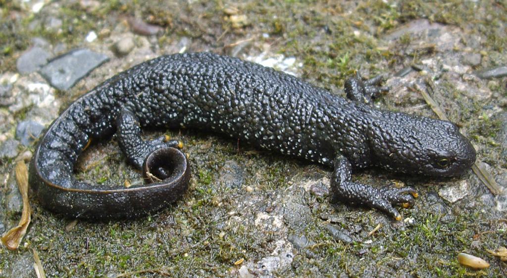 Kammmolch © Kryp/Wikimedia Commons (CC0) heimische amphibien kammmolch