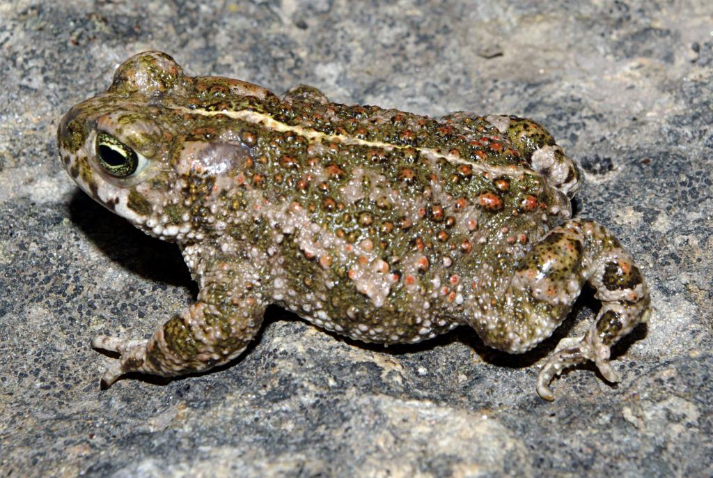 Kreuzkroete © David Pérez (DPC), Wikimedia Commons, License cc-by-sa-4.0
heimische_amphibien_kreuzkroete