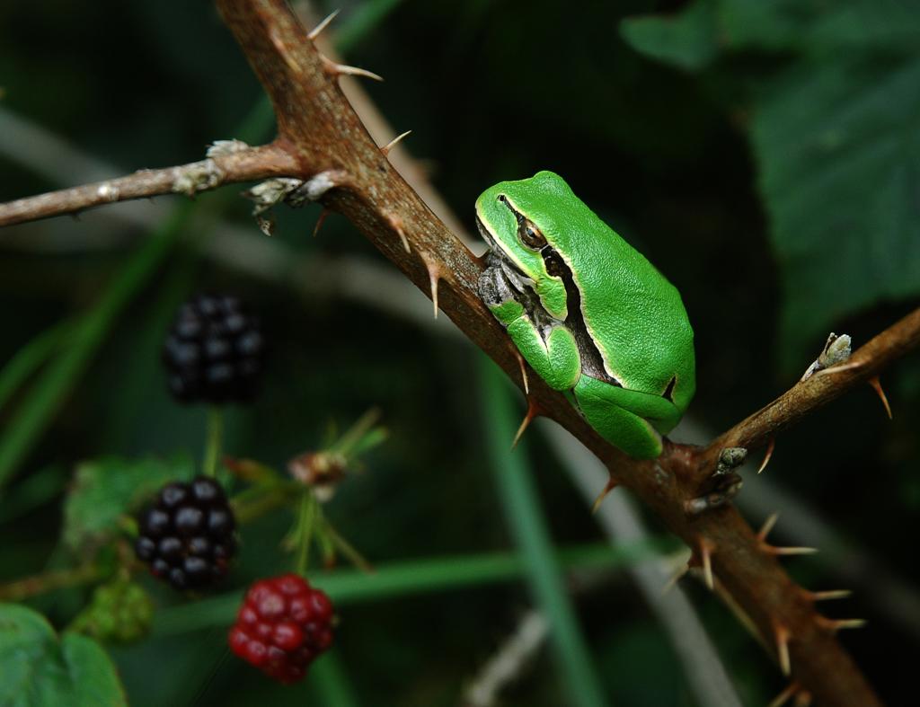 Laubfrosch © Юрій Кепа, Hyla arborea L in Ukraine, CC BY-SA 4.0
heimische amphibien laubfrosch