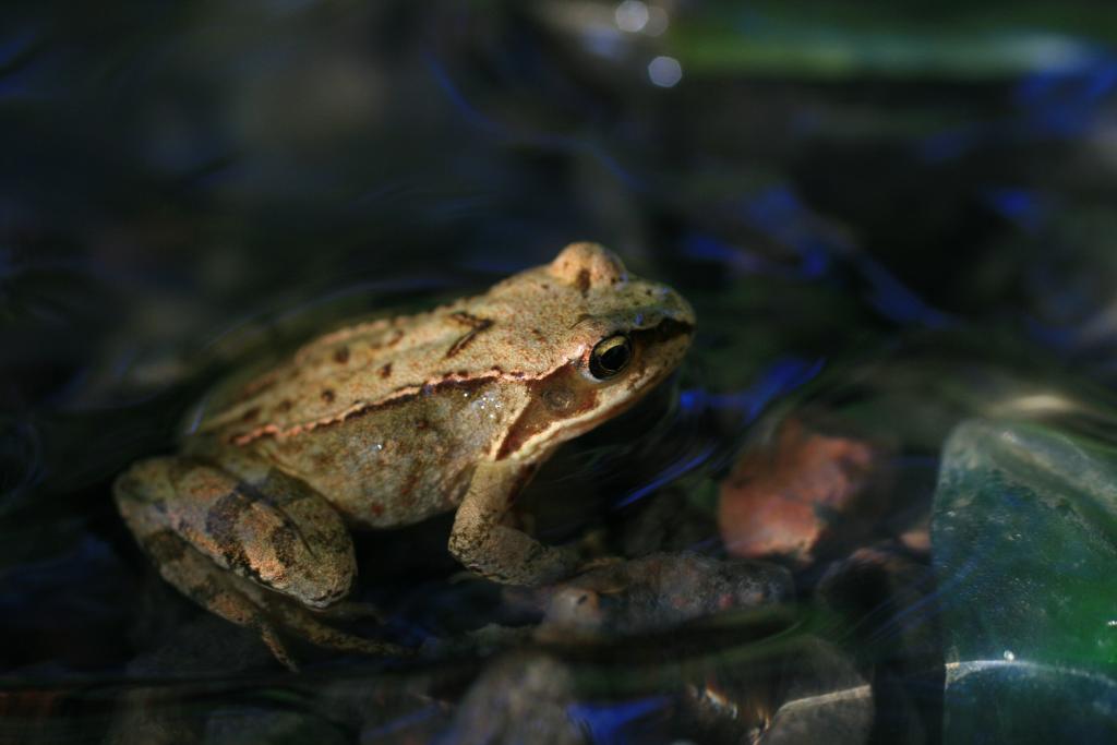 heimische amphibien moorfrosch