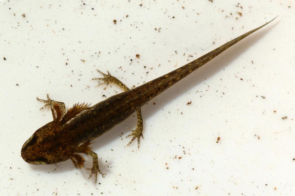 Teichmolch © Charles J. Sharp creator QS:P170,Q54800218, Smooth newt (Lissotriton vulgaris) nymph, CC BY-SA 4.0
heimische amphibien teichmolch