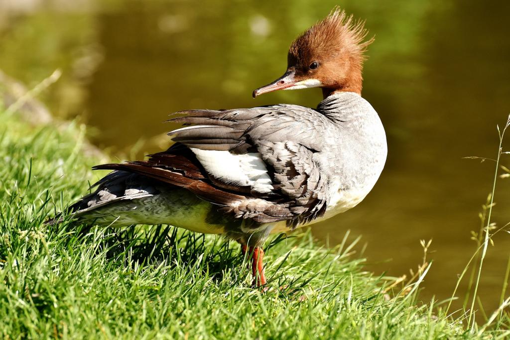 heimische wasservogel Gansesager mergus merganser