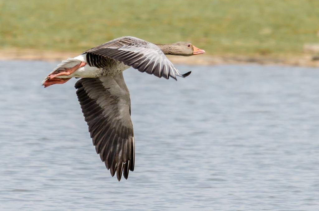 heimische wasservogel Graugans anser anser