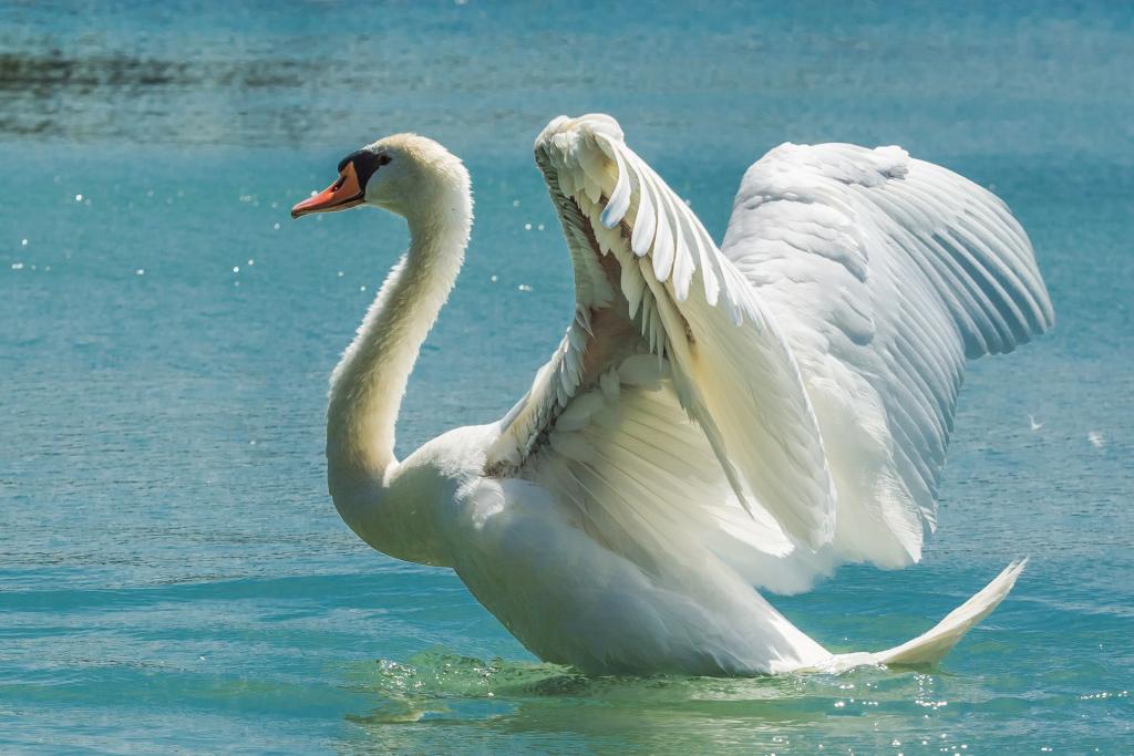 Hoeckerschwan © pixabay heimische wasservogel hockerschwan cygnus olor