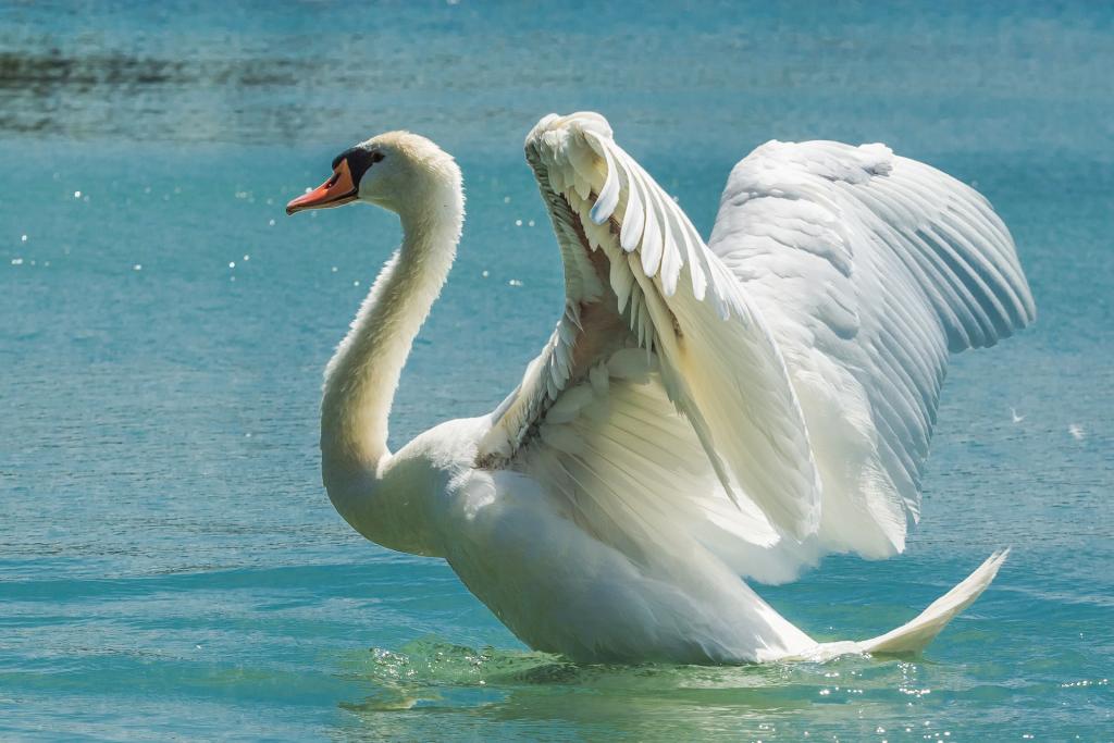 heimische wasservogel hockerschwan cygnus olor