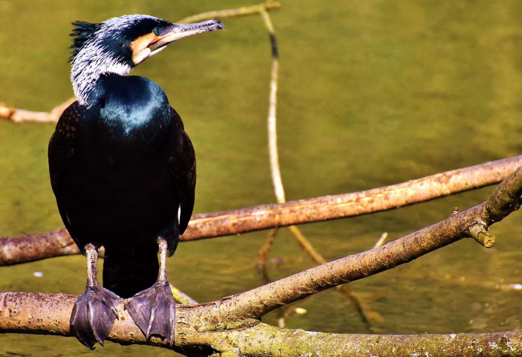 heimische wasservogel kormoran phalacrocorax carbo