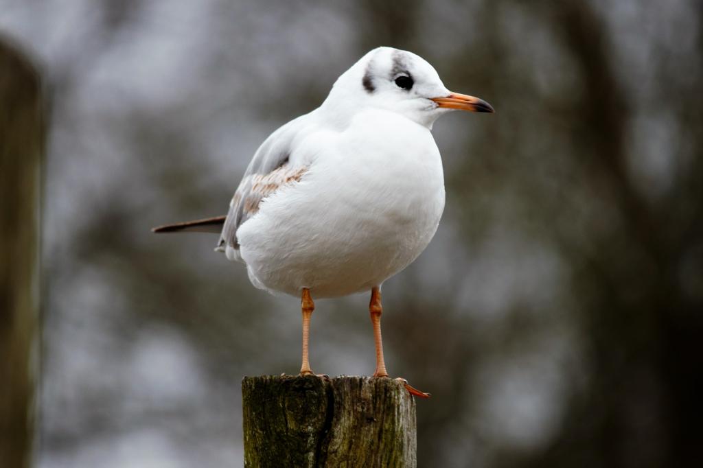 heimische wasservogel Lachmoewe chroicocephalus ridibundus