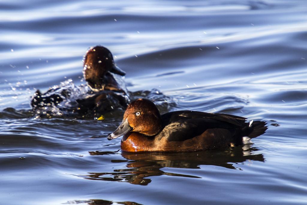 heimische wasservogel Moorente aythya nyroca