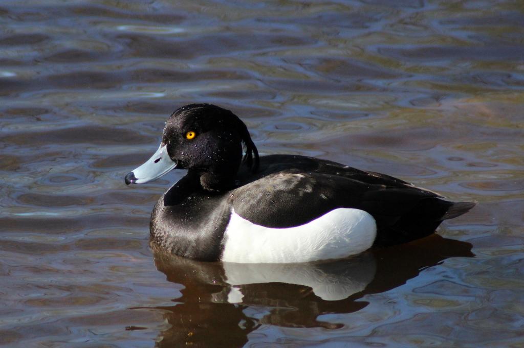 Reiherente © pixabay heimische wasservogel Reiherente aythya fuligula