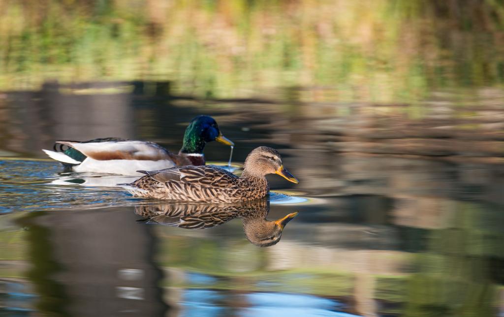 heimische wasservogel Stockente anas platyrhynchos