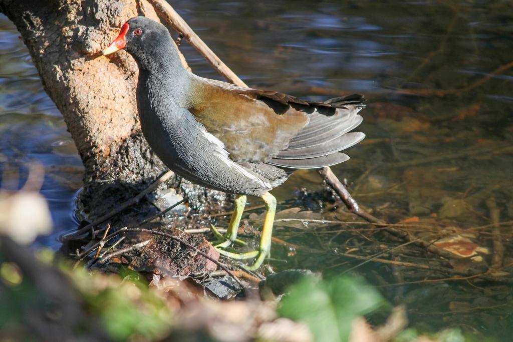 heimische wasservogel teichhuhn gallinula chloropus