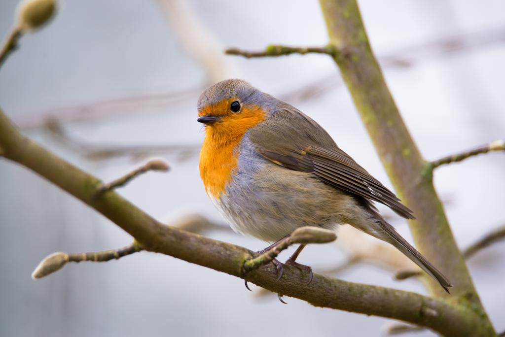 Rotkehlchen © Pixabay Rotkehlchen