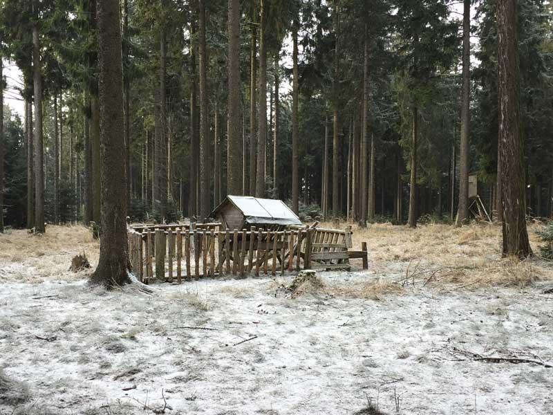 4_futterkrippe © Futterkrippen sind ein guter Tipp, um Waldtiere zu beobachten. © ruhm perdomo
