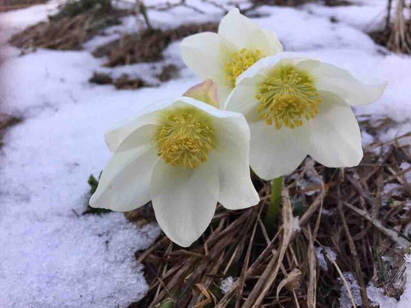 Schneerosen blühen von Jänner bis in den Mai.