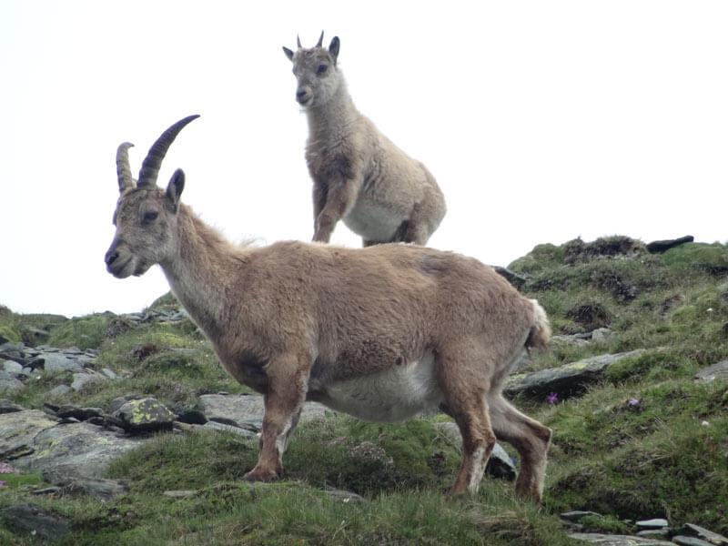6_Steinboecke_NPHT_M_Lackner_WEB © Steinbockgeiß mit Kitz. Nur die Hälfte der Jungtiere überlebt einen milden Winter. © NPHT Lackner