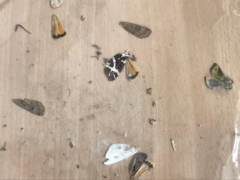 Die Fledermaus Im Klassenzimmer Bluhendes Osterreich