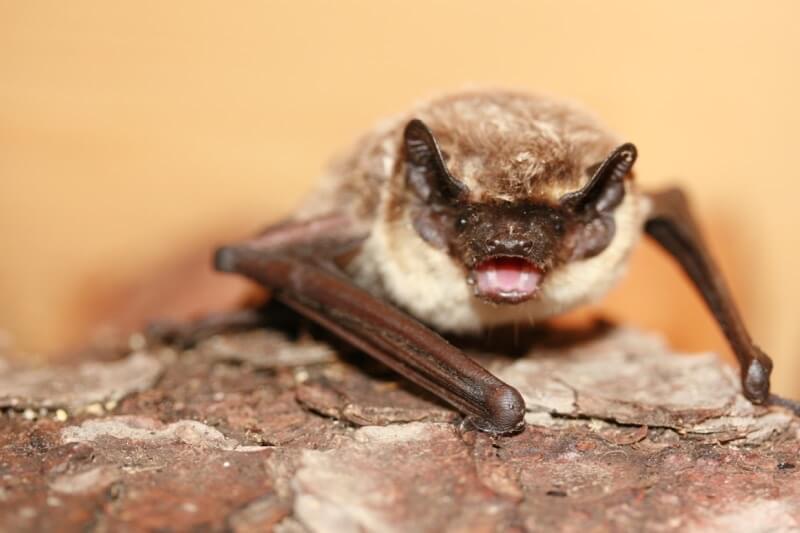 Die Fledermaus Im Klassenzimmer Bluhendes Osterreich