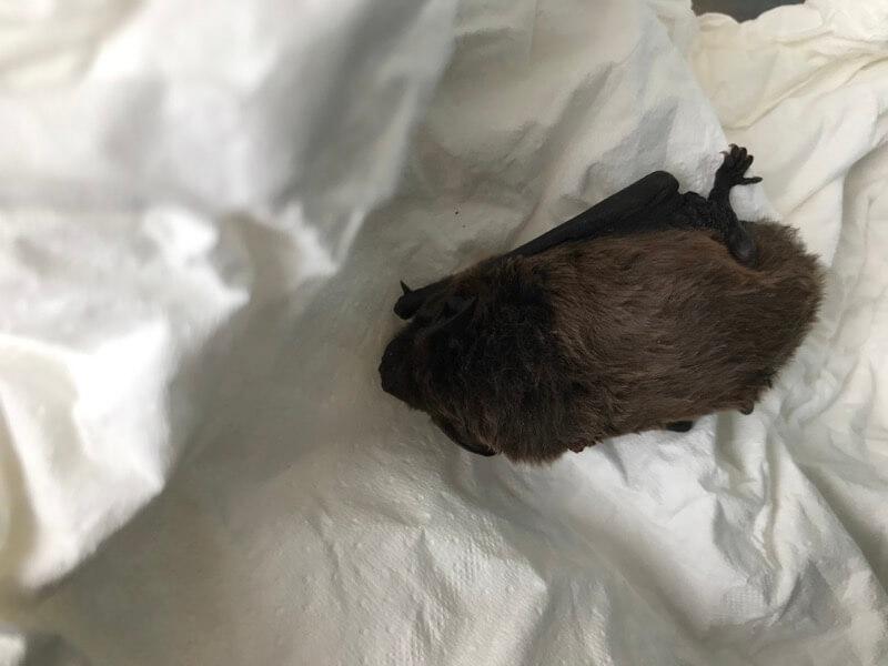 Zwergfledermaus "Joni" wird zur Zeit von Petra Schattanek zu Hause gepflegt © Ch. Schwann Zwergfledermaus "Joni" wird zur Zeit von Petra Schattanek zu Hause gepflegt © Ch. Schwann