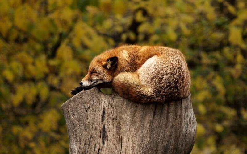 Wie Tiere schlafen: Fuchs (c) Pixabay © Wie Tiere schlafen: Fuchs (c) Pixabay Wie Tiere schlafen: Fuchs