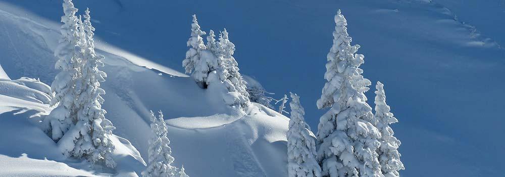 Bäume mit Schnee bedeckt