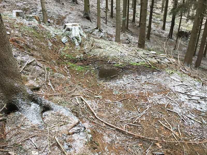 Suhle im Wald © Wo sich eine Suhle findet, sind auch Tiere nicht weit. © ruhm perdomo