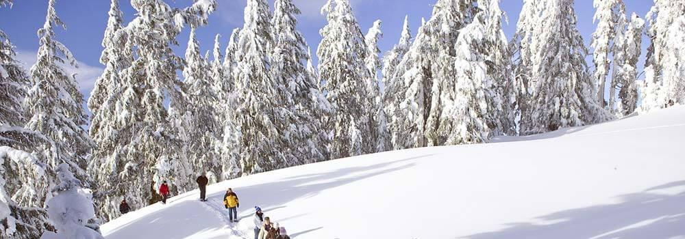 Veranstaltungstipps Winter © Pixabay Wald mit Schnee bedeckt