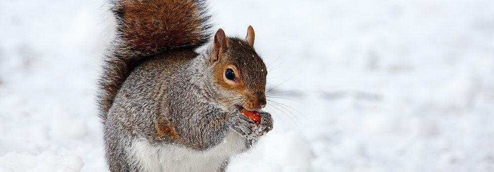 Eichhörnchen isst eine rote Beere im verschneiten Winter © Pixabay Eichhörnchen isst eine rote Beere im verschneiten Winter
