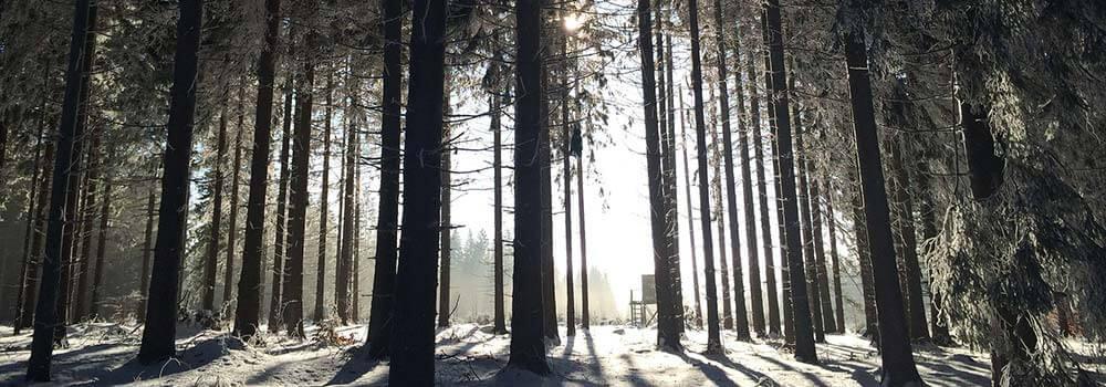 winter_wald winter wald