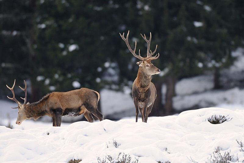Rotwild / (c) NPHT, F. Rieder