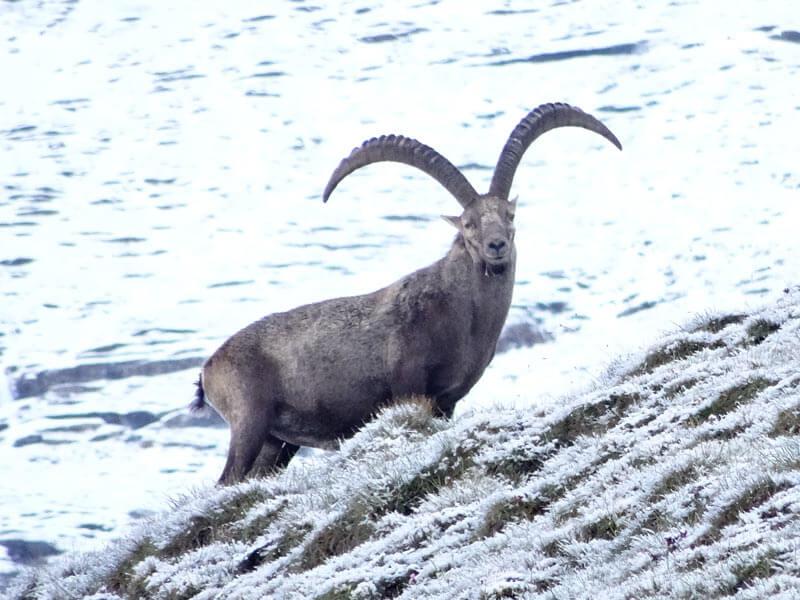 4_Steinboecke_FotoNPHT_M_Lackner3_WEB © Nicht unser Foto, aber genauso hat auch unser Steinbock ausgesehen. Ganz sicher, der war´s! © NPHT Markus Lackner