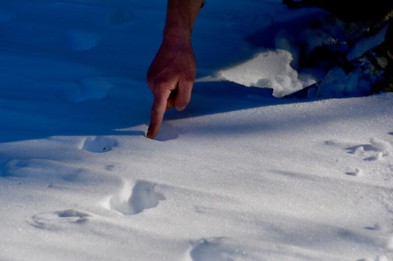 Auch Schneehasenspuren finden sich (c) Kropshofer