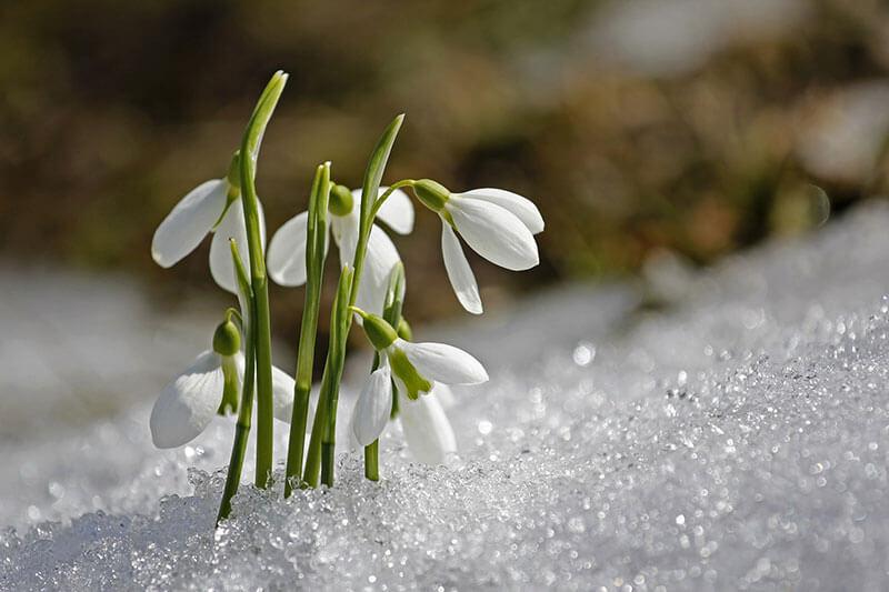 Fruehlingsblumen Schneegloeckchen