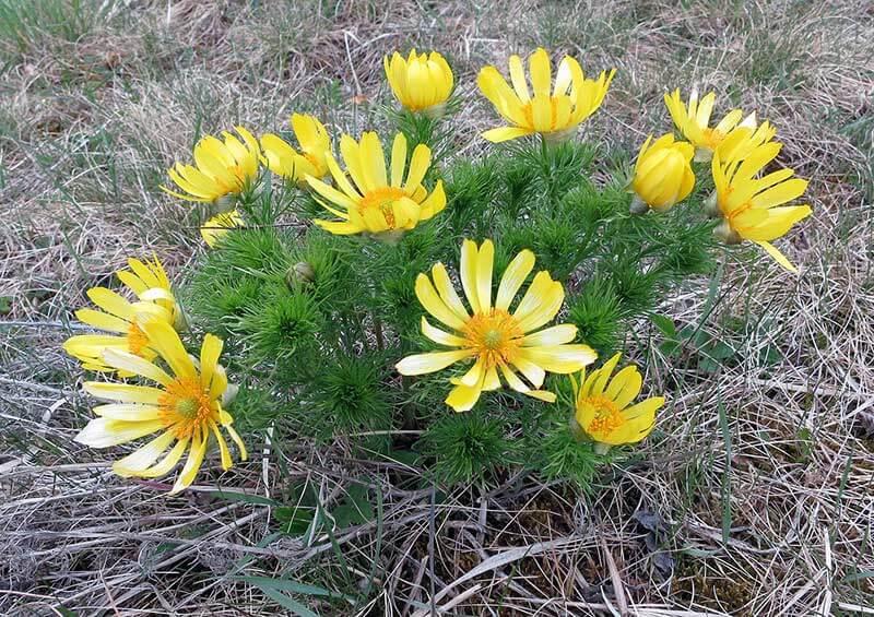 Fruehlingsblumen Fruehlings-Adonisroeschen