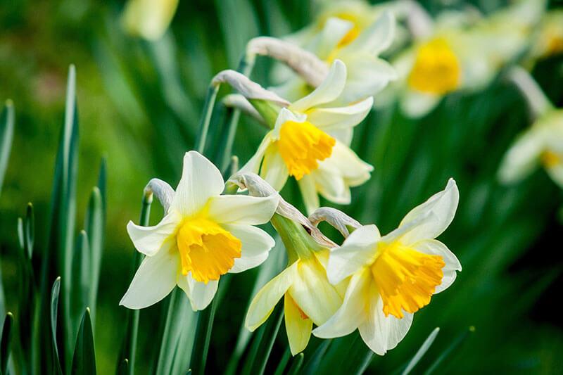 Fruehlingsblumen Gelbe Narzisse