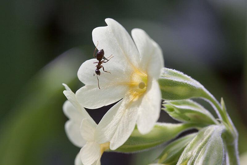 Fruehlingsblume Hohe Schluesselblume