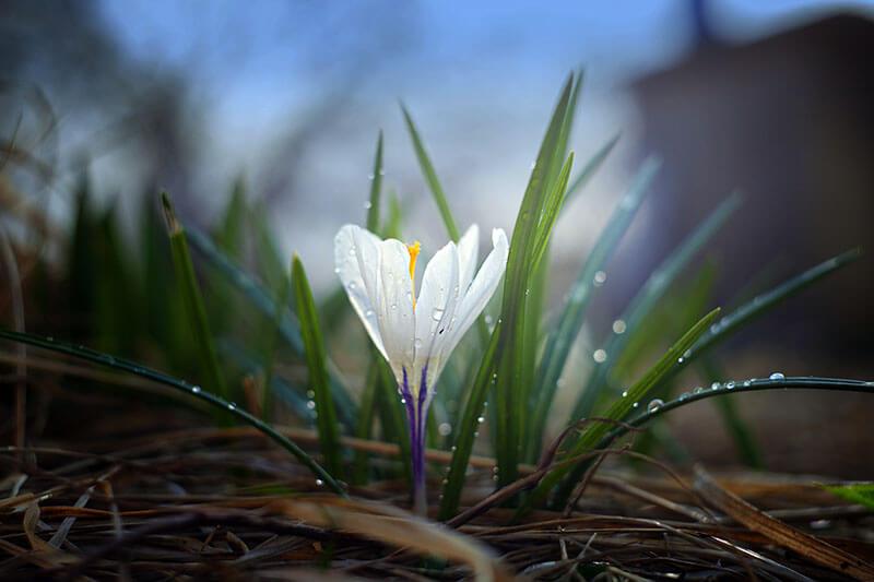 fruehlingsblumen_krokus © Pixabay.com / Krokus Fruehlingsblumen Krokus