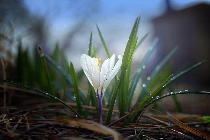 Fruehlingsblumen Krokus