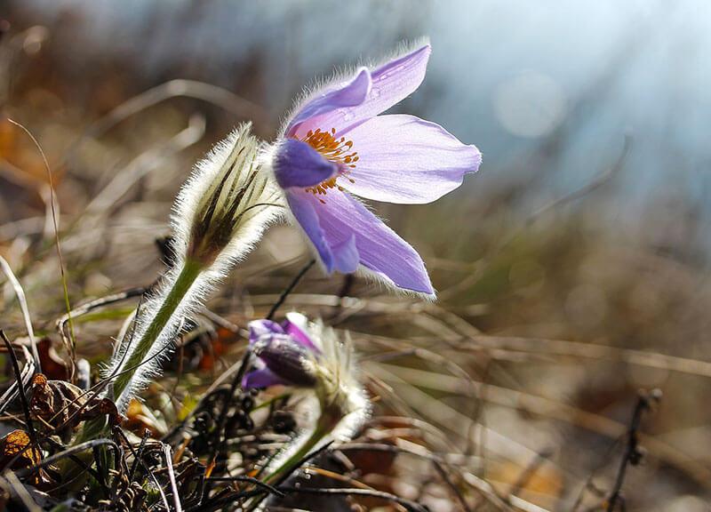 Fruehlingsblumen Pulsatilla grandis