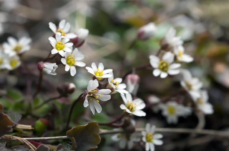 Fruehlingsblumen: Schmalfrucht-Hungerbluemchen