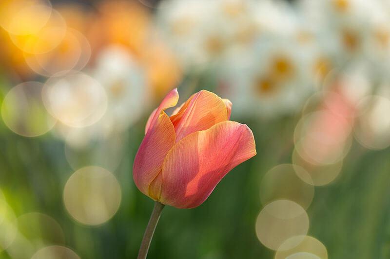 fruehlingsblumen_tulpe © Pixabay.com / Tulpe Fruehlingsbumen Tulpe