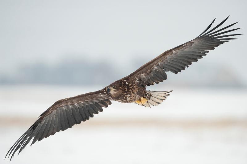 Seeadler (c) Kreinz © Seeadler (c) Kreinz