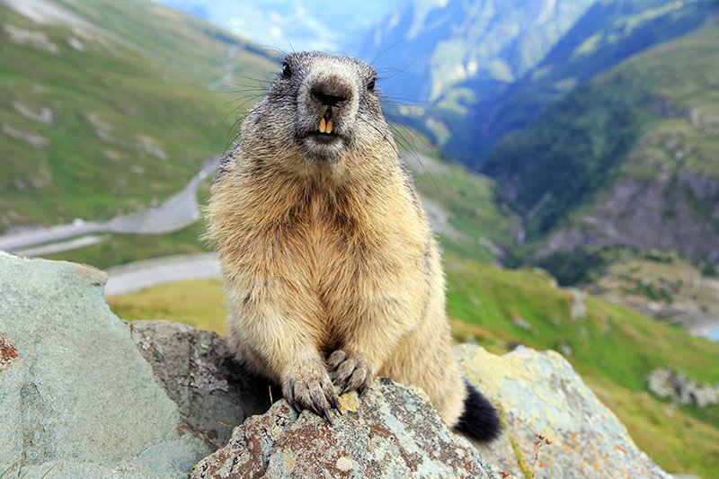 Murmeltier in den Alpen