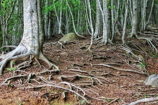 Wurzeln in der freien Natur