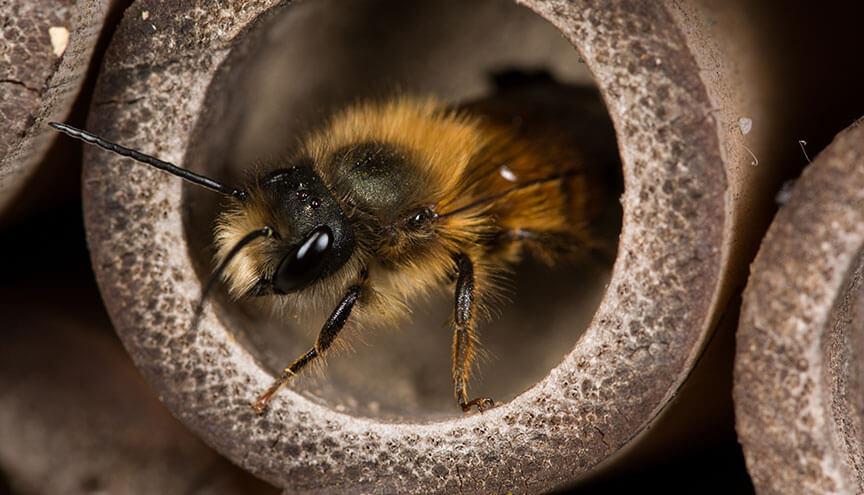 Rostrote Mauerbiene beim Nestbau © Jaco Visser/Shutterstock.com Rostrote Mauerbiene beim Nestbau